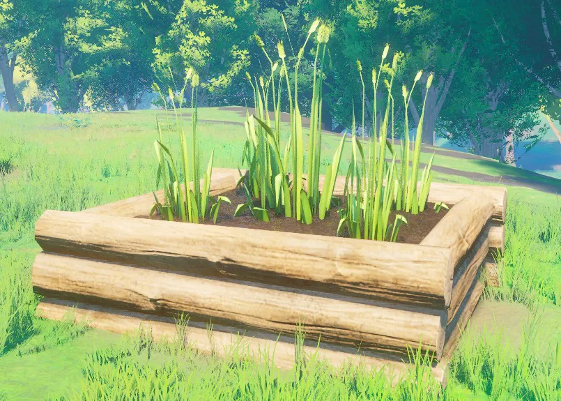 Wheat growing in an outdoor farming plot